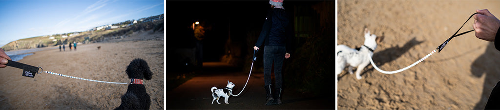 Disco Dog Leads - Funky up your Dog with this amazing safety dog lead