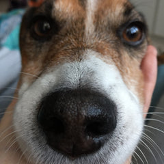 jack russel face