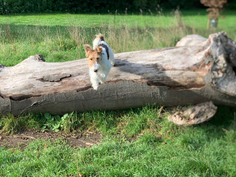 wire fox terrier jumping