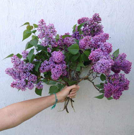 lilac, lilac bouquet, herbs for stress, herbs for anxiety, herbs for stress and anxiety