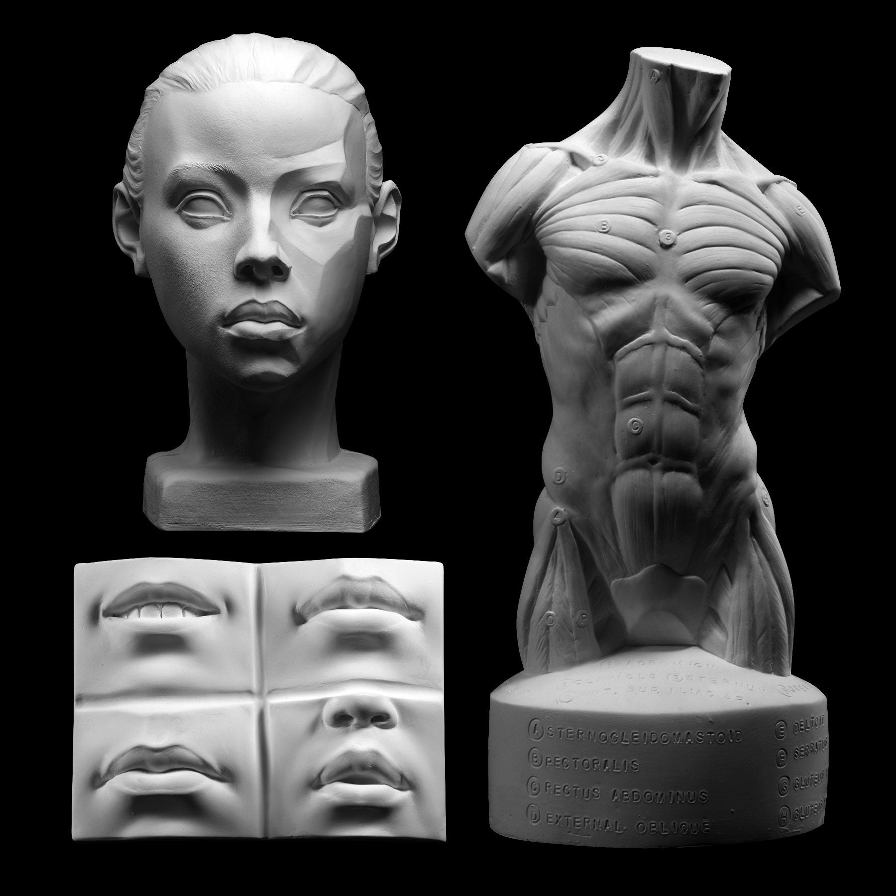 Sculpting, Head anatomy, Digital sculpture