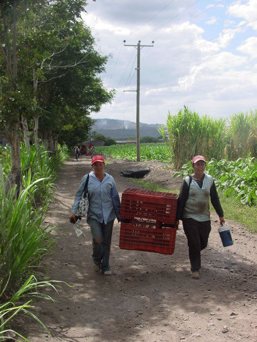 Tobacco harvest anywhere is hard labor, and at the end of the day in Esteli, Nicaragua workers are glad the day is done.