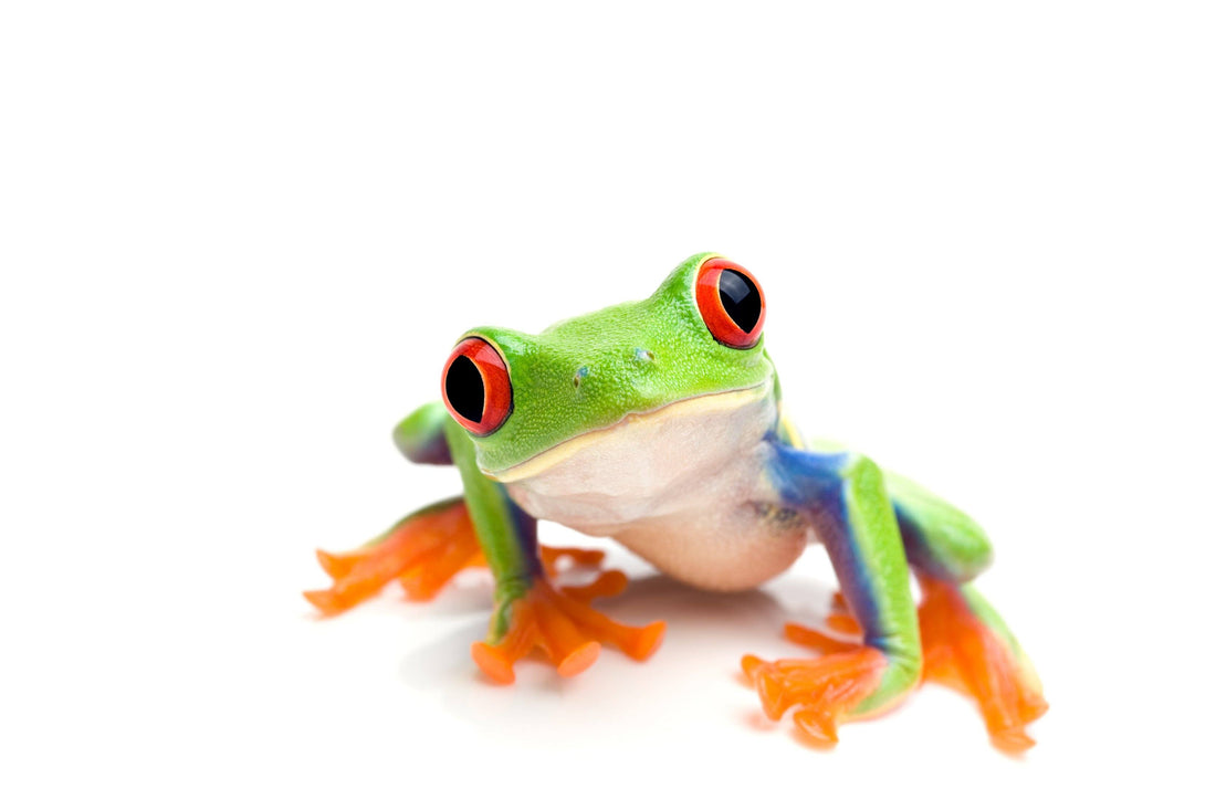 Red-Eyed Tree Frog Care | –