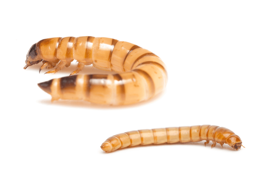 do mealworms like light or dark