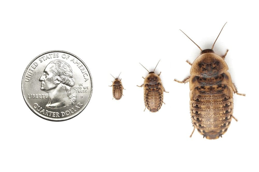 Dubia Roaches - Dubia.com product image