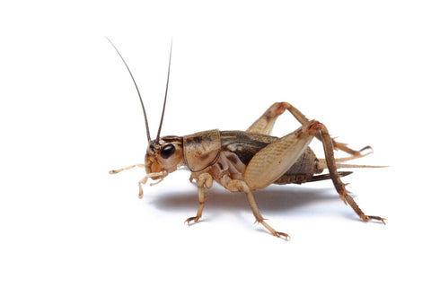 brown house cricket, Acheta domesticus