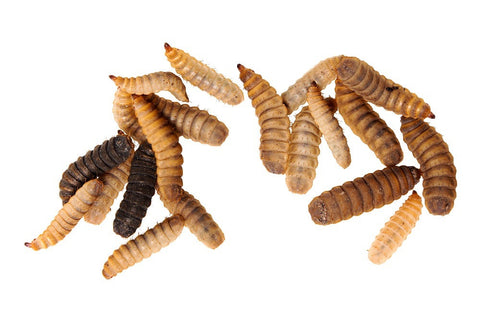 black soldier fly larvae, Hermetia illucens