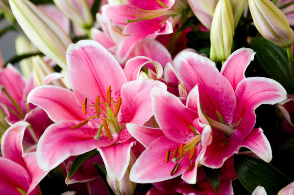 Flower Facts: Types of Lilies, Flower Meaning, and More - Orchid ...