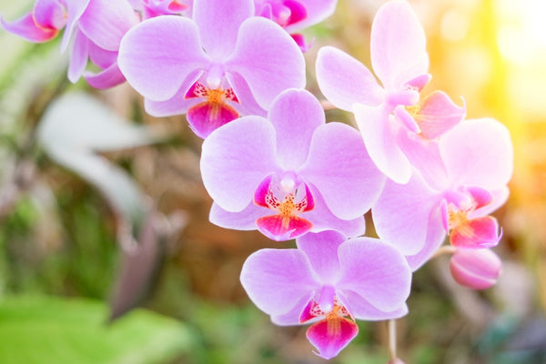 The Prettiest Phalaenopsis Orchid Hybrids - Orchid Republic