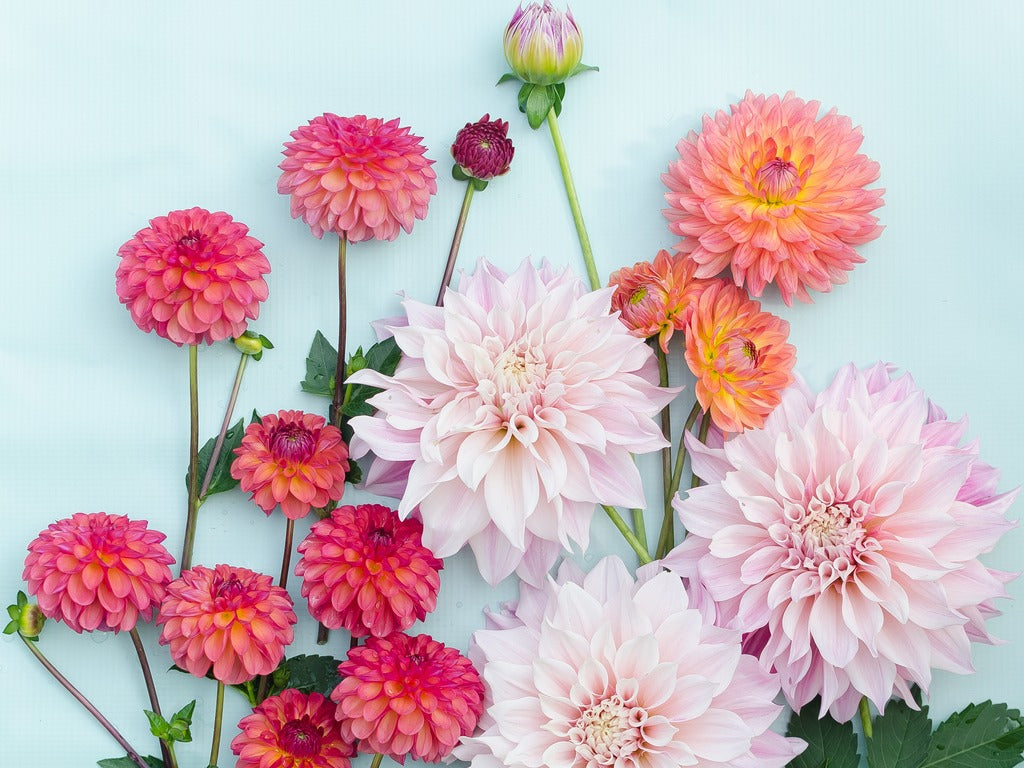 The Diverse World Of Dahlias Orchid Republic