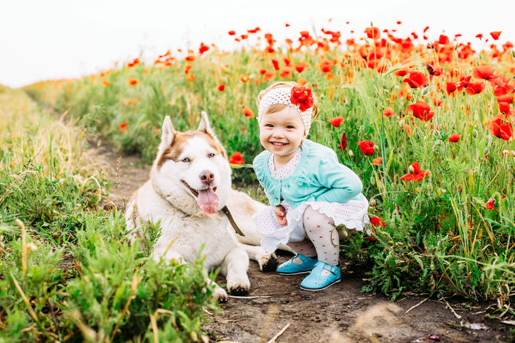 desert plants safe for dogs