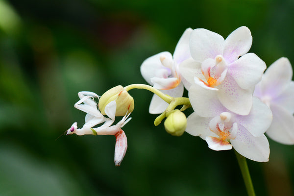 Vietnamese Man Earns Billions Growing Orchids - Orchid Republic