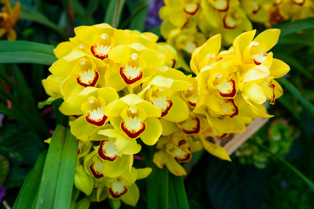 Orchid Flower Meanings From Around The World Orchid Republic