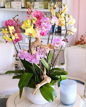 Orchids & Sunflowers by La Mission Flowers and Gifts