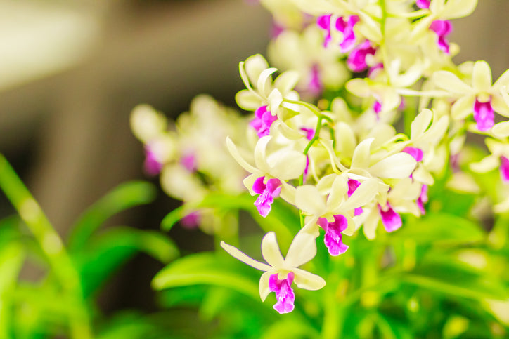 dendrobium-orchids