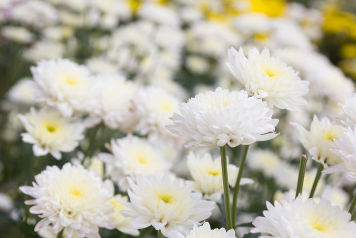 Day of the Dead Flowers and Facts - Orchid Republic