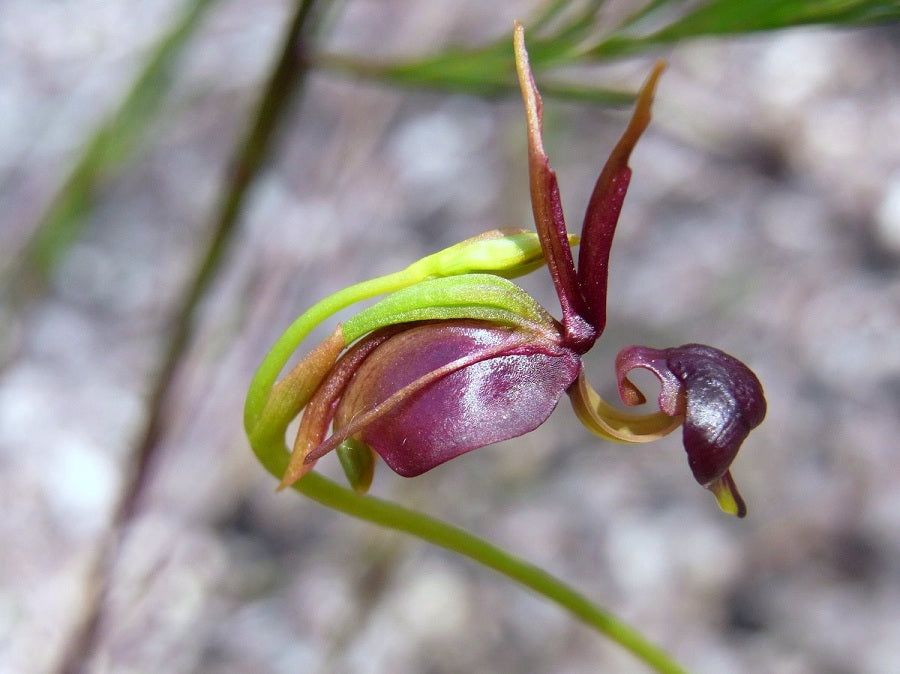 Flying duck orchid top