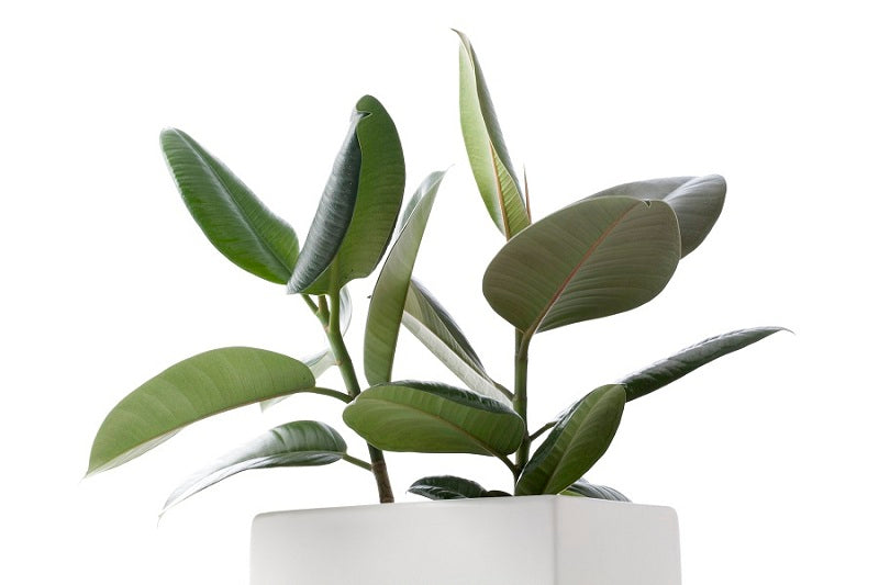 Plant In Focus How To Grow A Rubber Plant Ficus Elastica