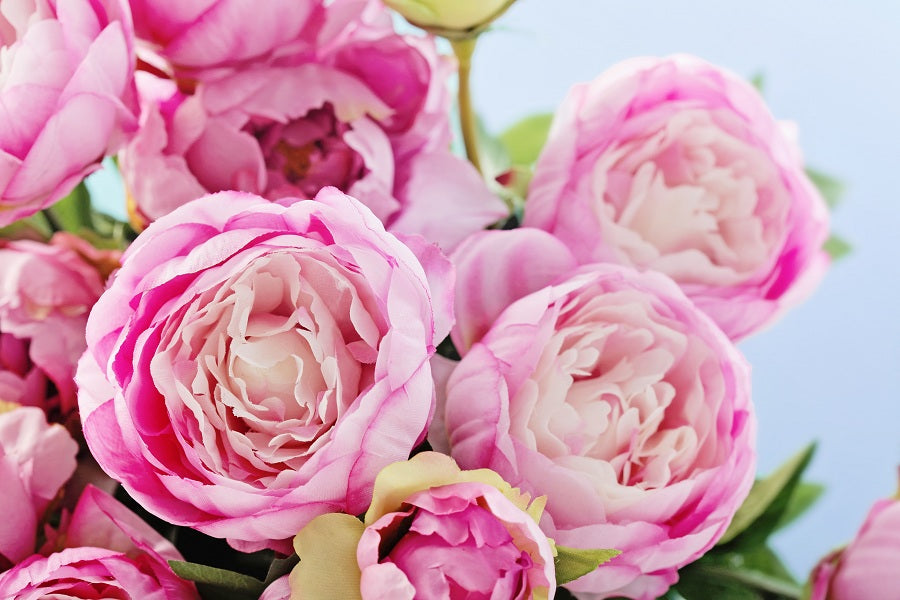 All About Peonies Flower Meaning Types Of Peonies And How To