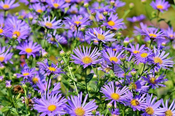 aster toxic to dogs