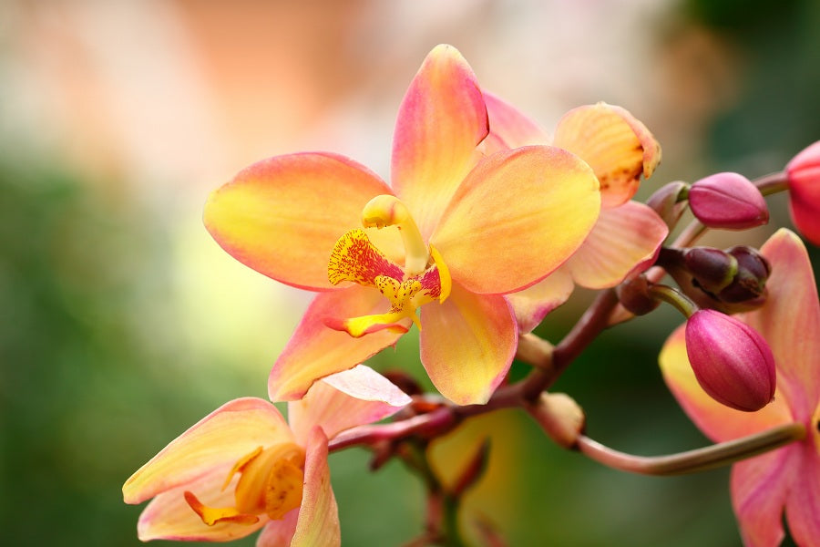 How To Take Care Of Orchid Plants During Fall Season Orchid Republic