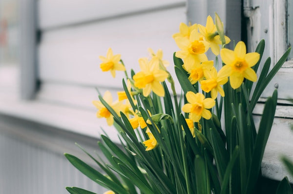 Daffodil Types: A Guide to Different Varieties of Daffodils