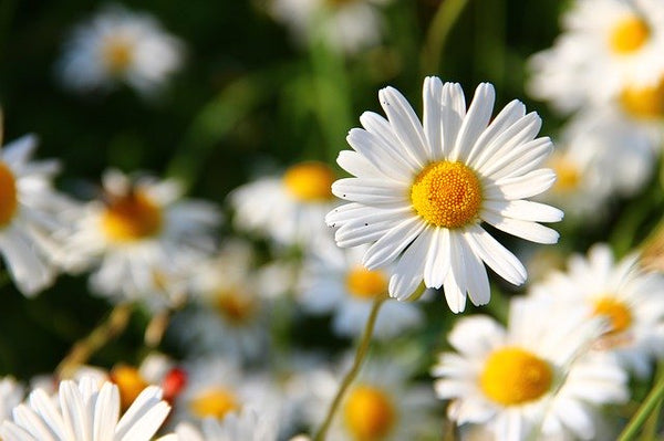 white daisy