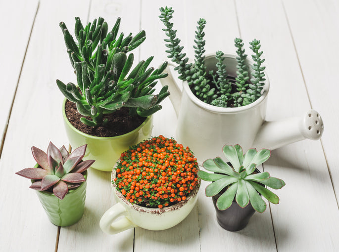 succulents-produce-oxygen-4