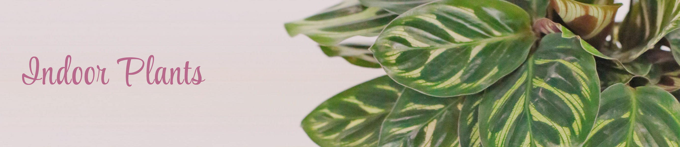 Indoor Plants Banner