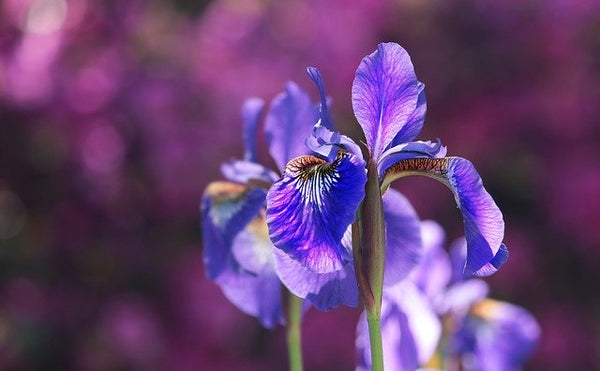 purple iris