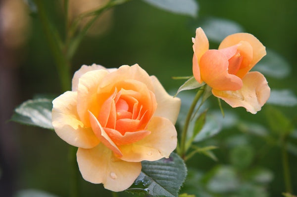 персиковые розы