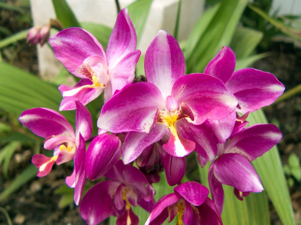  spathoglottis - orchidées 