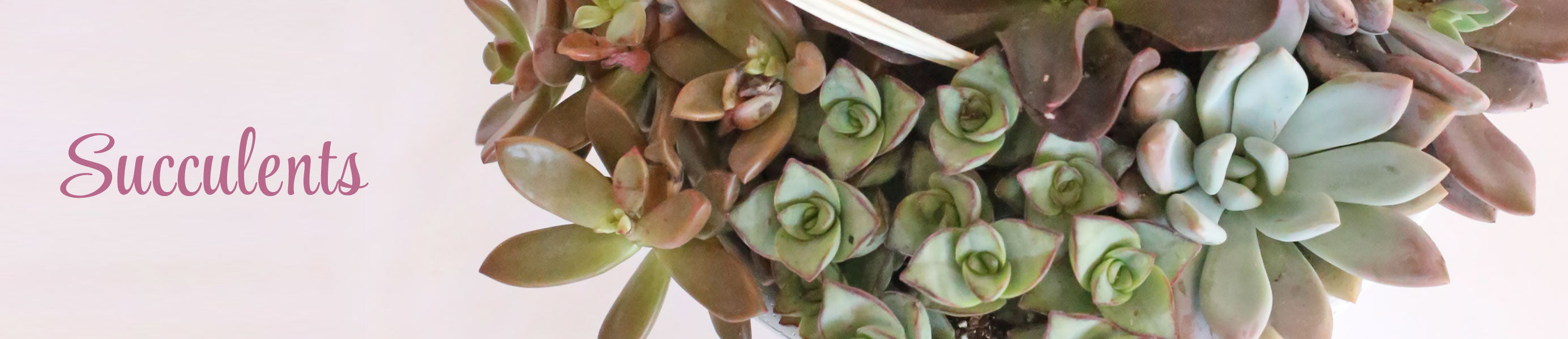 Succulents Collection Banner