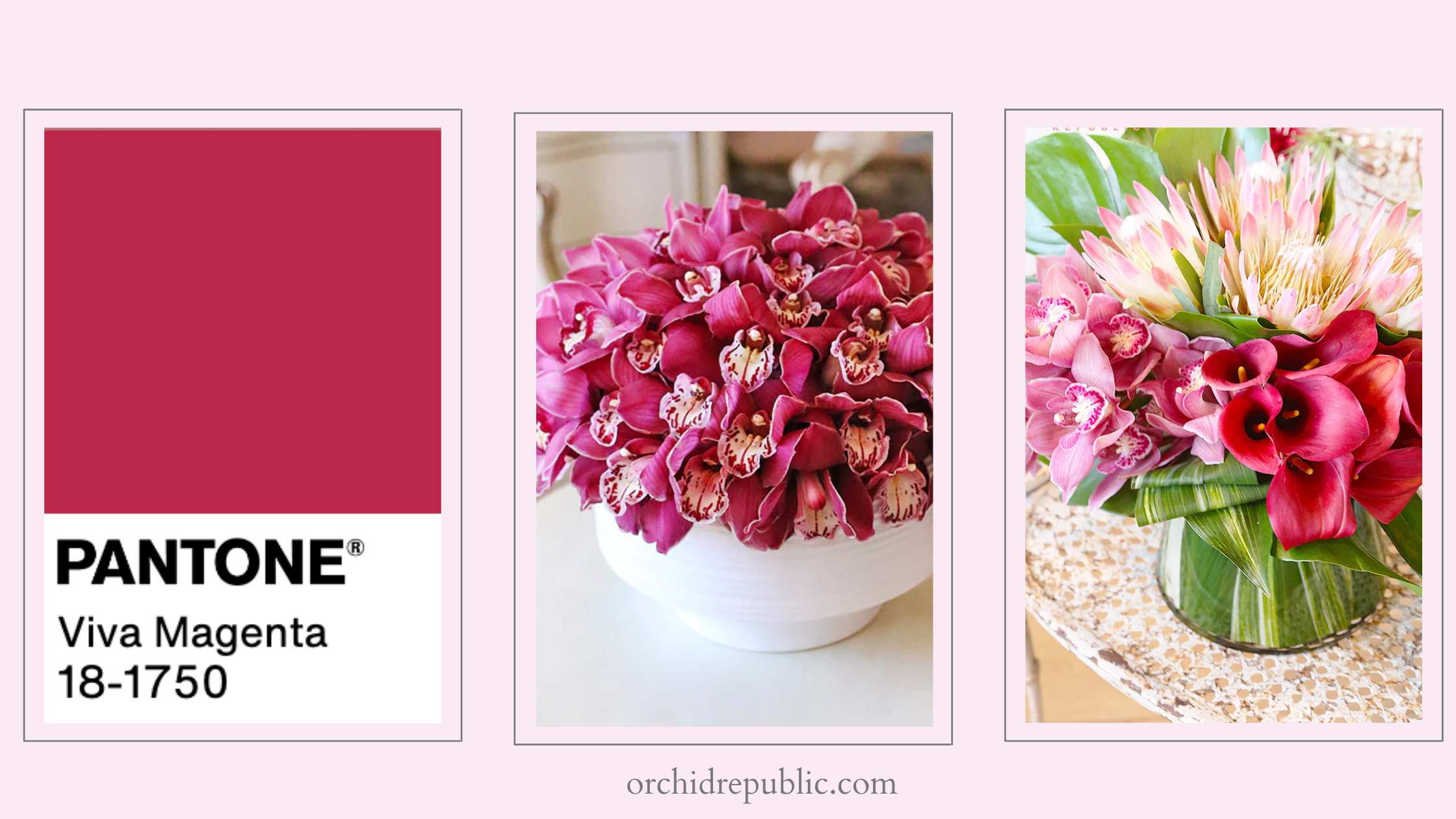 Exploring Viva Magenta Flowers and Pantone's 2023 Color of the Year -  Cascade Floral Wholesale