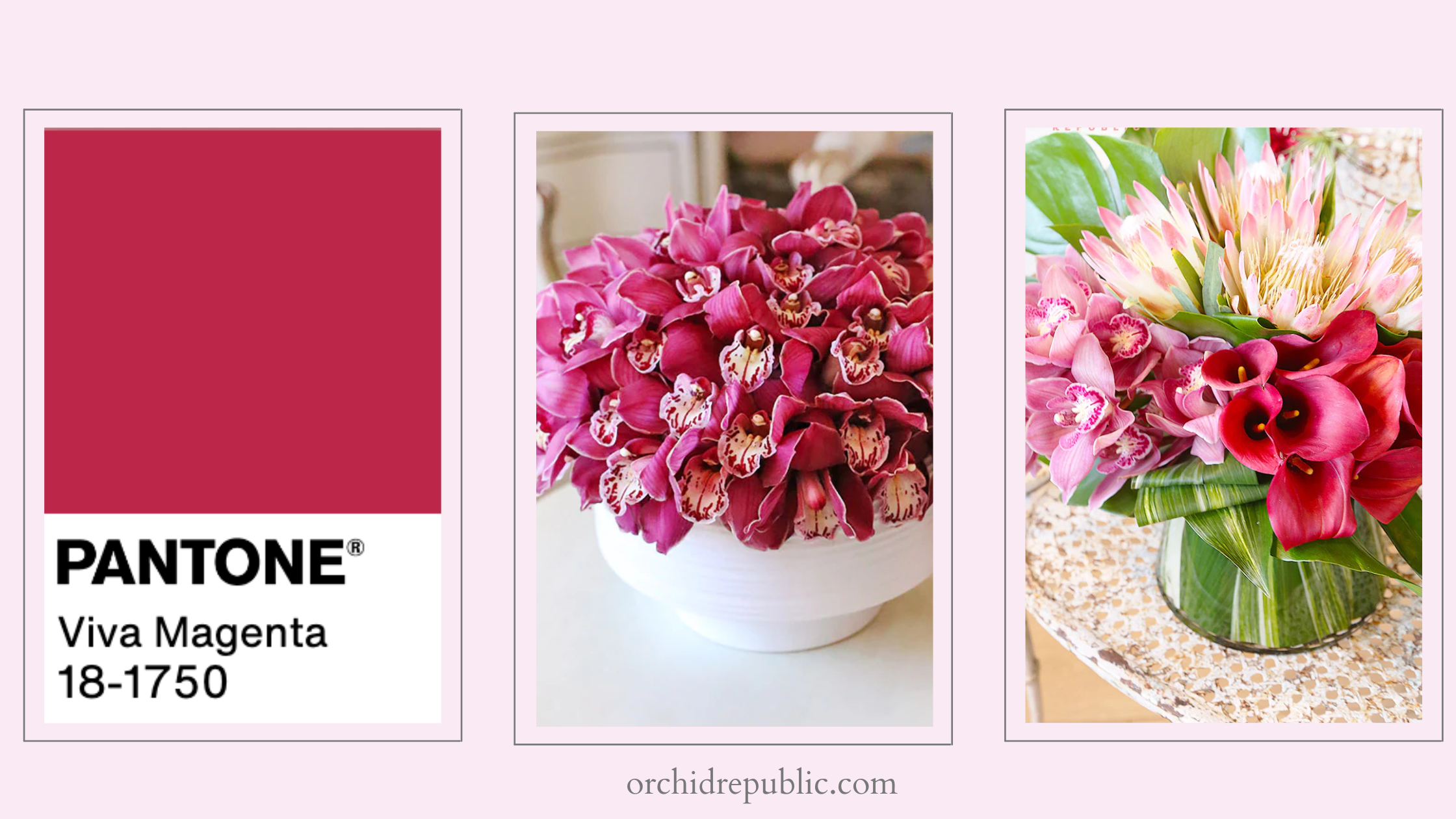 Pantone Viva Magenta Flower Pack - Wholesale - Blooms By The Box