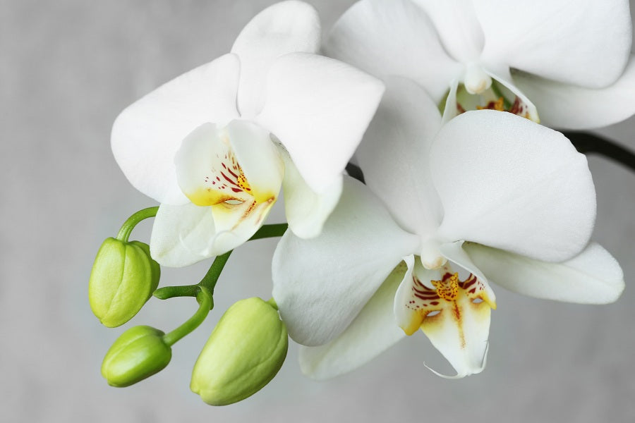 What Are The Different Parts Of An Orchid Plant Orchid Republic Orchid Republic