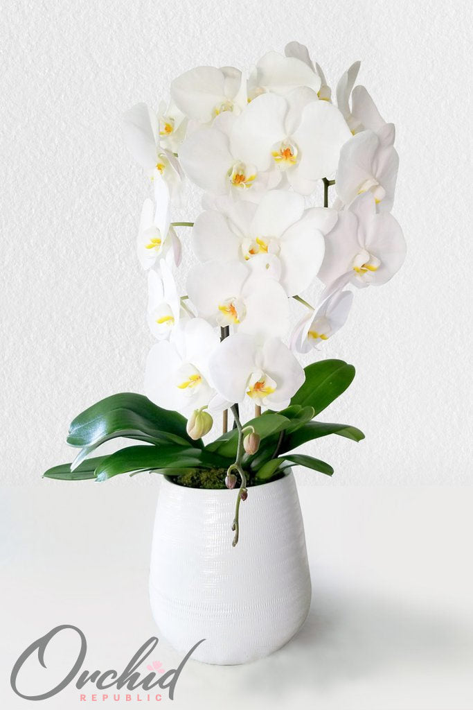 white orchids