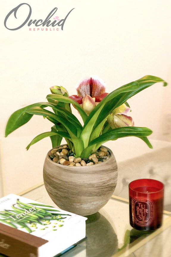 Milady Orchids - Orchid Plant Arrangements Delivery