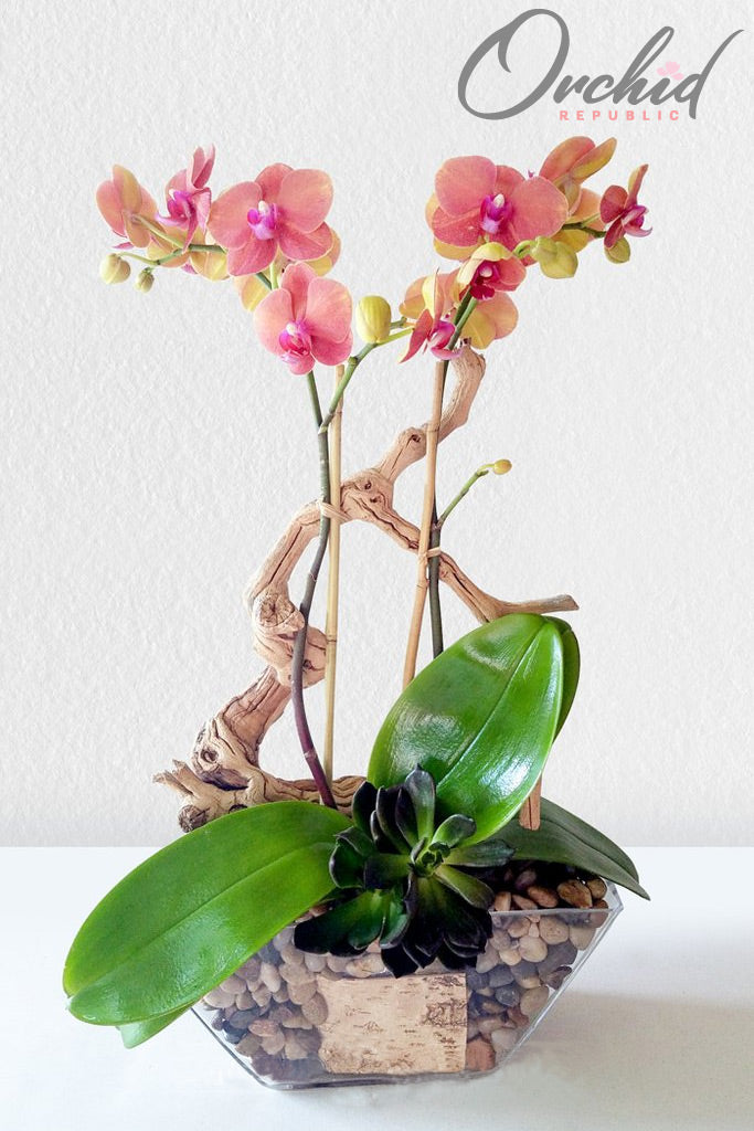 Buy online Orchidaceae phalaenopsis royal blue - Blue Orchid