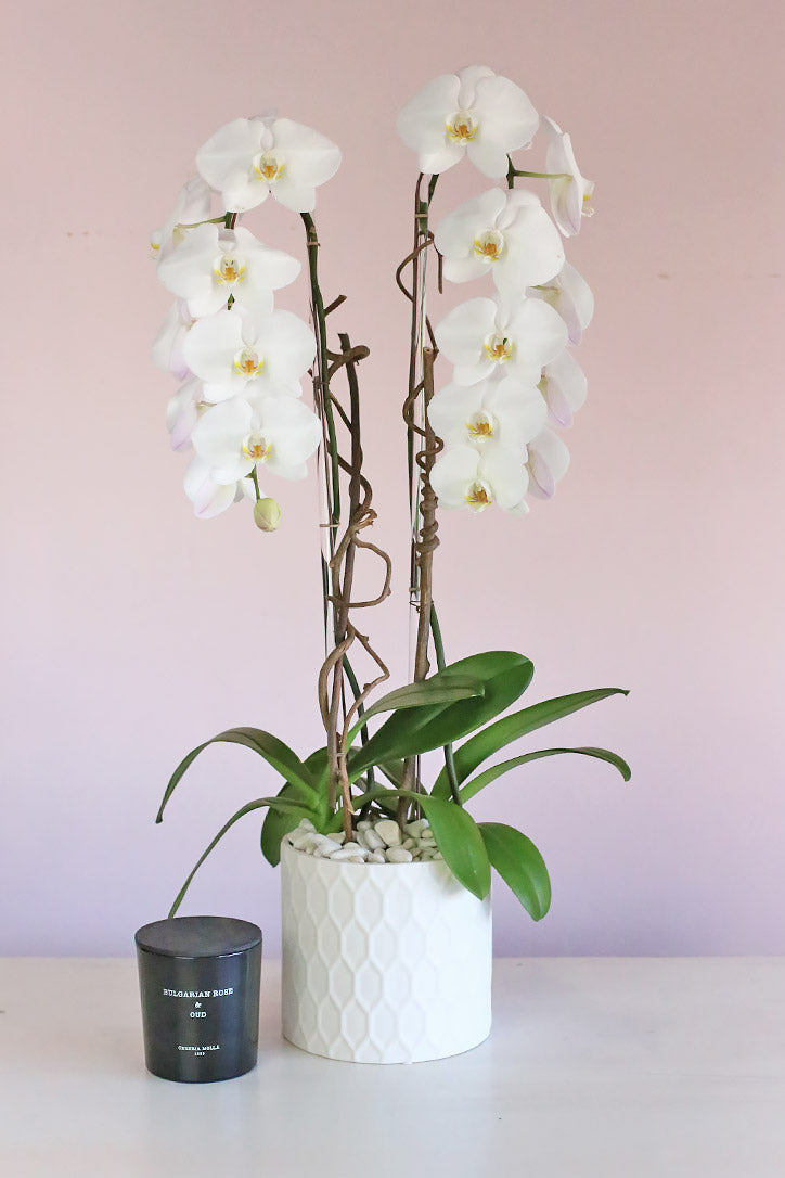 Reigning Orchids - Orchid Republic Floral Boutiqu product image