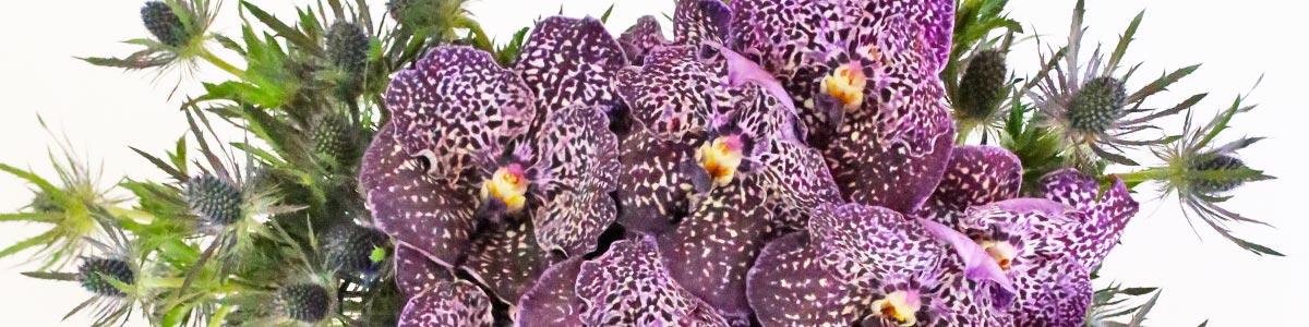 Vanda Collection