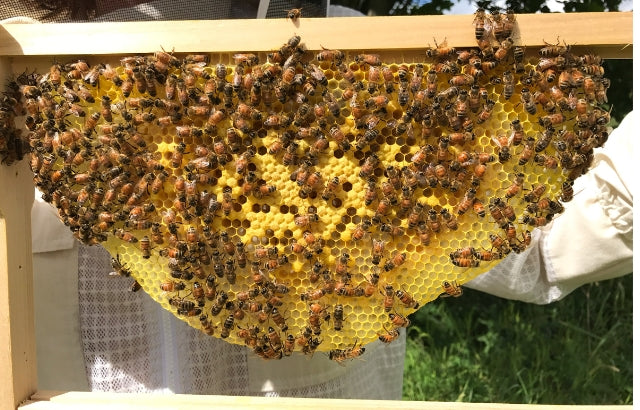 Bees building natural comb in a foundationless brood frame