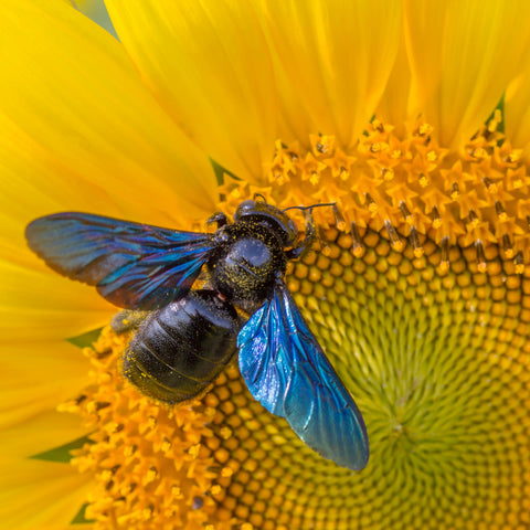 Carpenter_Bee_Hi_Res_square_large