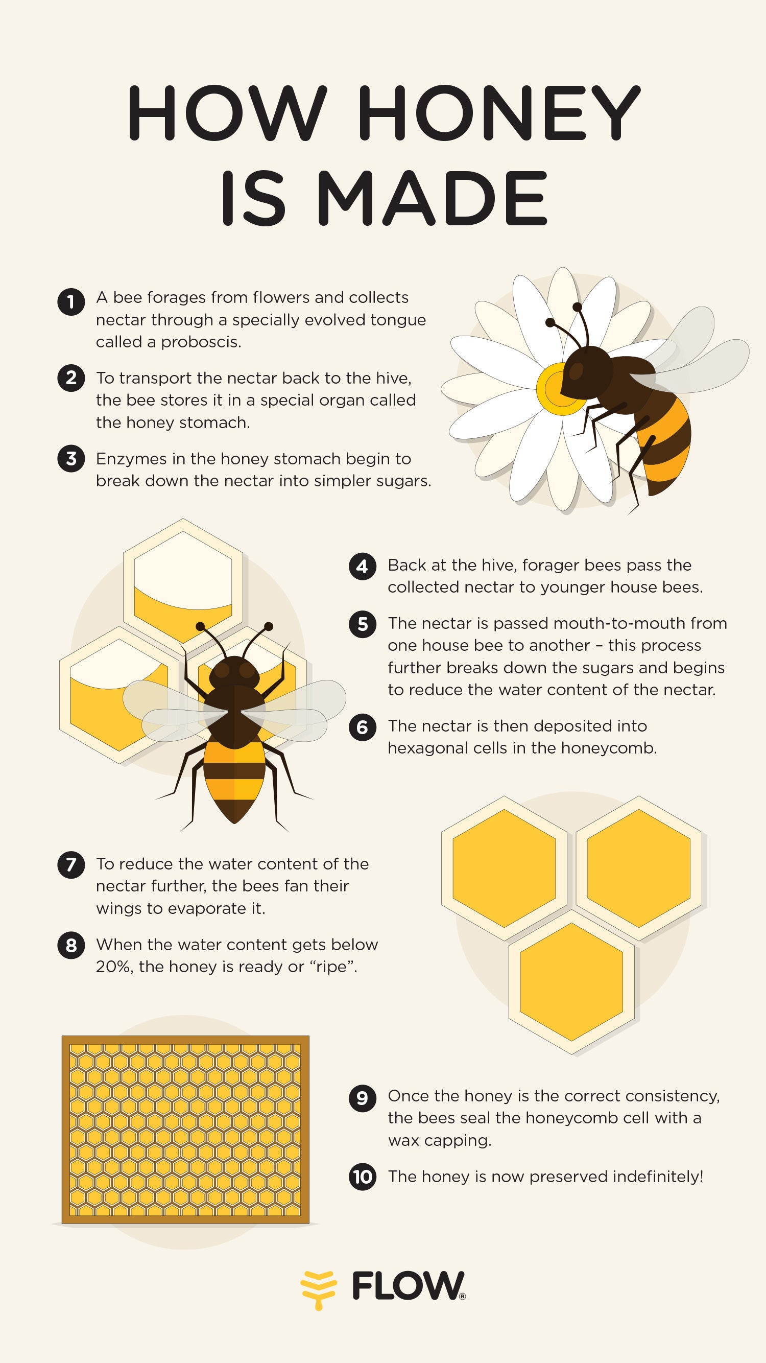 How do bees make honey? - Flow Hive US
