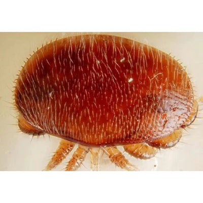 Adult varroa mite closeup
