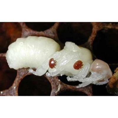 Varroa mites on a developing bee larva