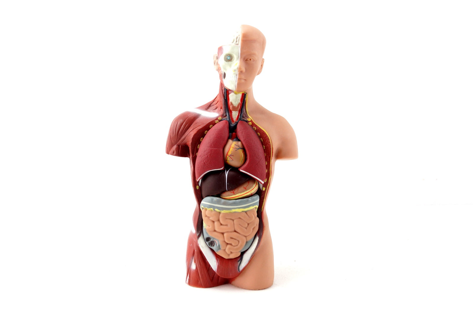 Vintage Human Anatomy Model With Removable Parts C 1970s Thirdshiftvintage Com