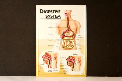 Vintage 3D Human Body Chart, Digestive System, Human Anatomy (c.1980s