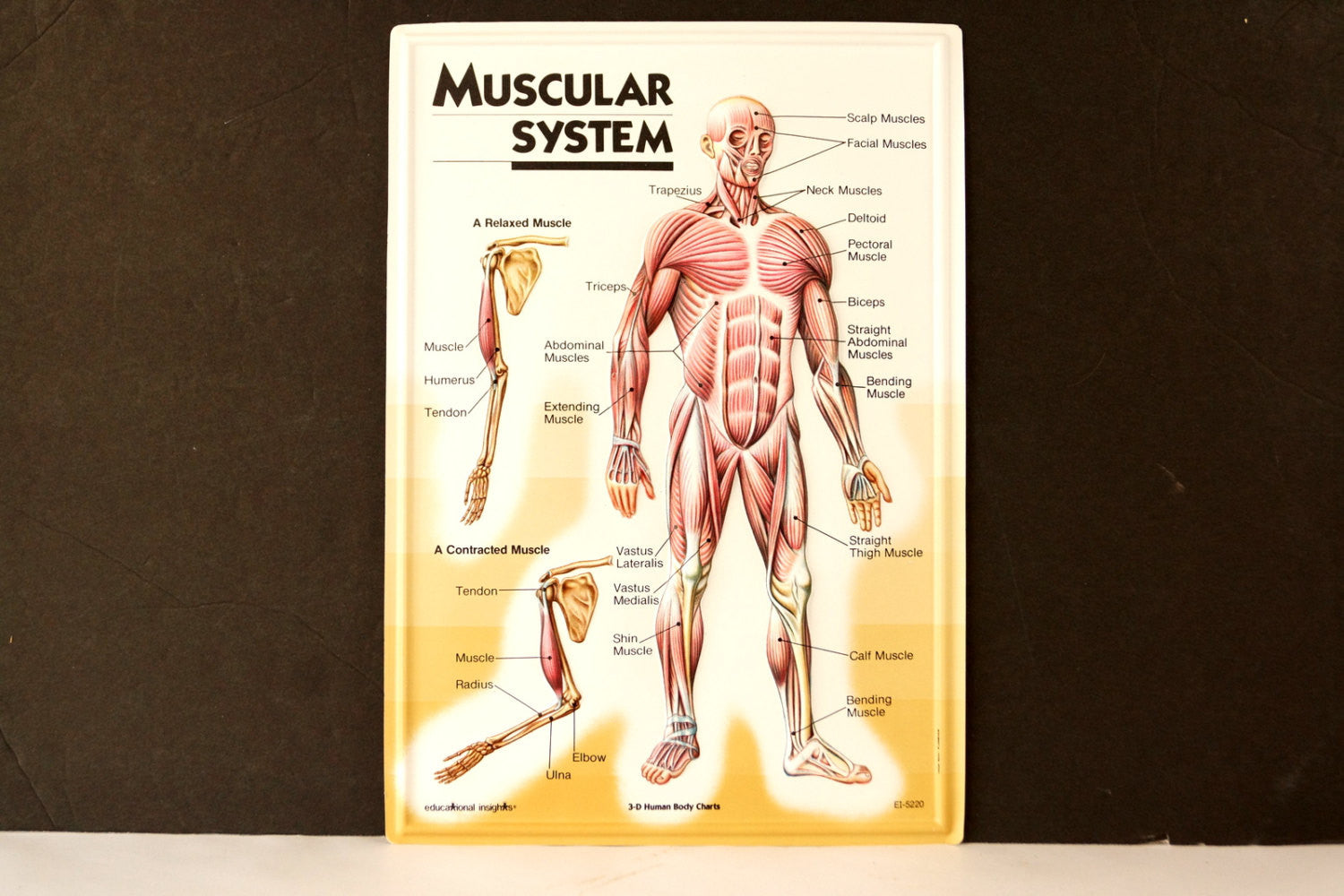 Vintage 3D Human Body Chart, Muscular System, Human Muscle Anatomy (c