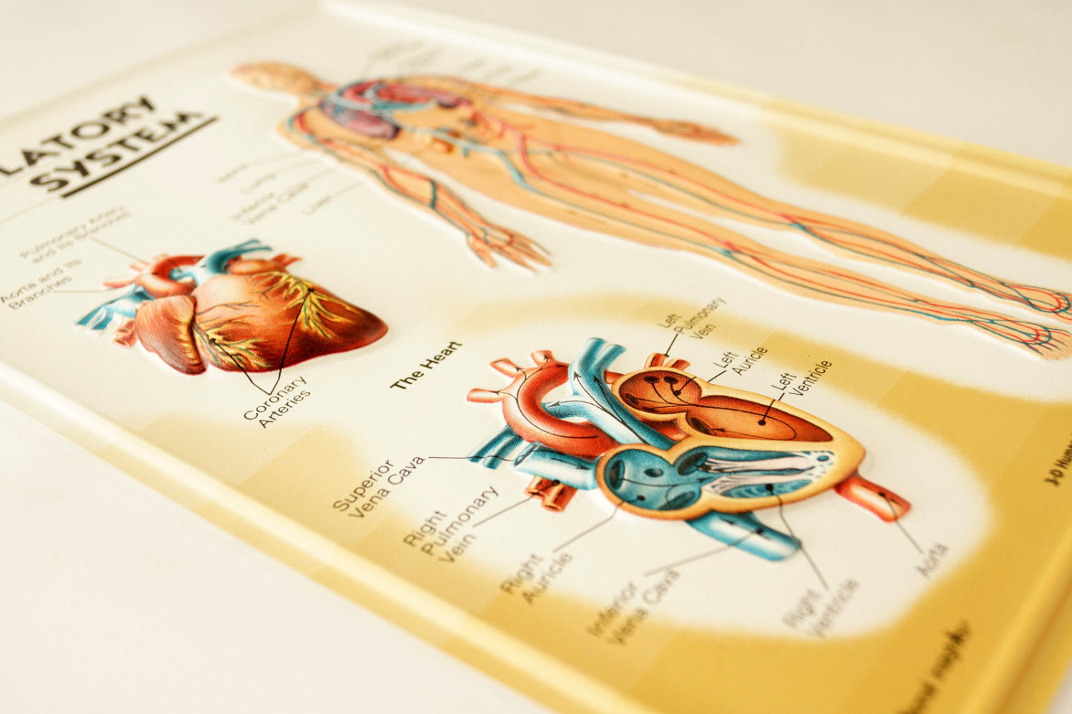 Vintage 3d Human Body Chart Circulatory System Human Anatomy C1980